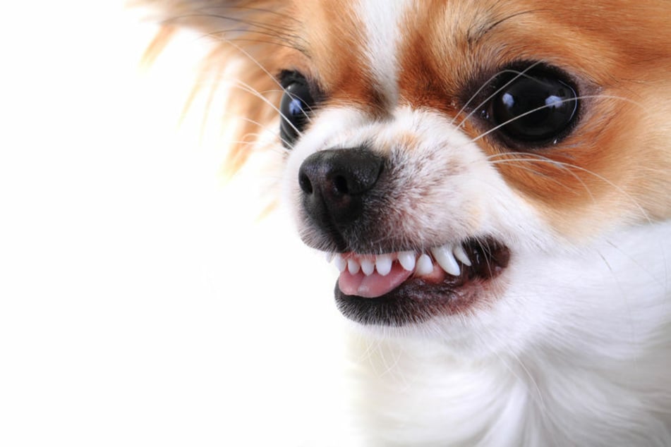 Chihuahuas sind zwar klein, können aber auch ganz schön giftig werden. (Symbolbild)