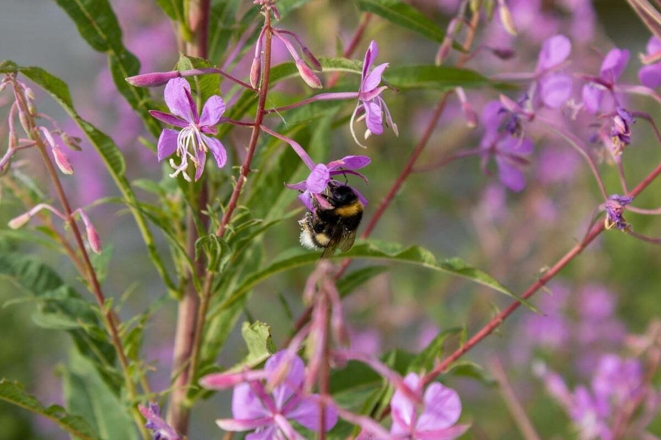 Bienenfreundliche Pflanzen sind reich an Blüten und verschönern jede Terrasse oder Balkon.