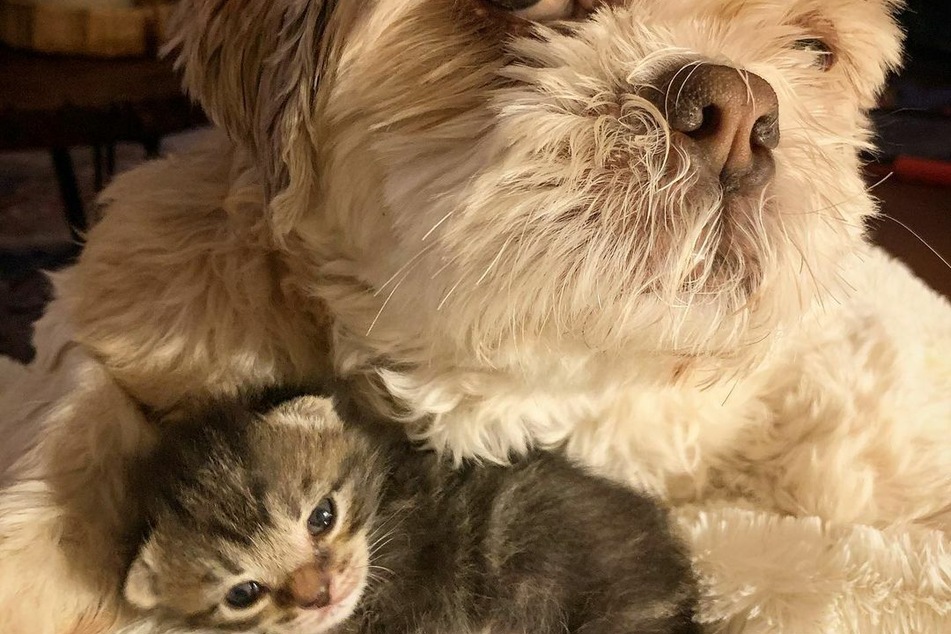Hund Moon kümmert sich der OP rührend um die Katze.