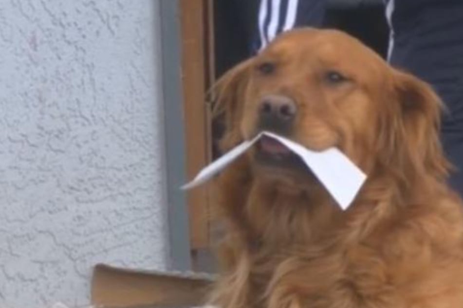 Hund liefert Essen an Nachbarin in Quarantäne