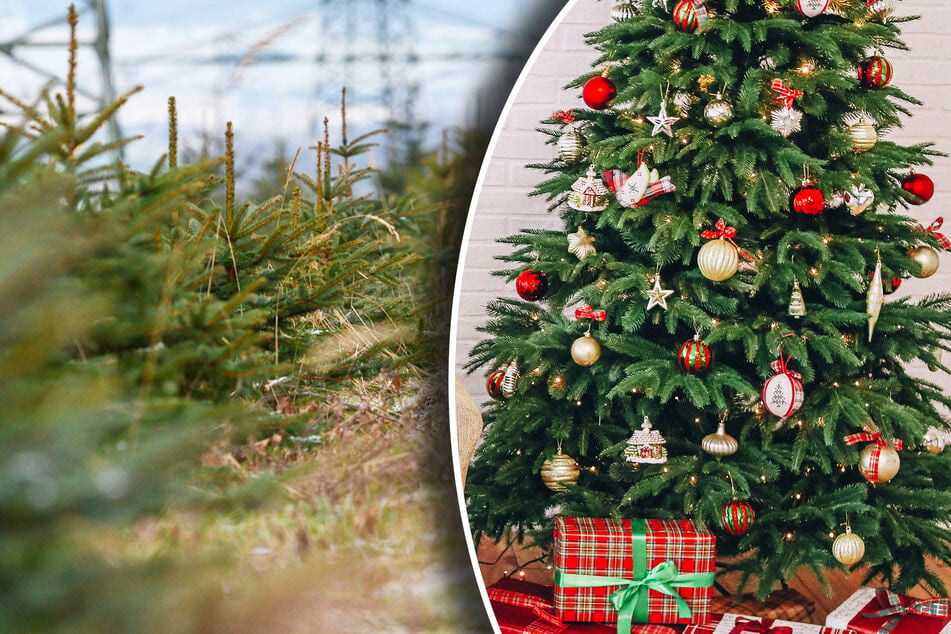 Sächsische Weihnachtsbäume werden mickriger und teurer