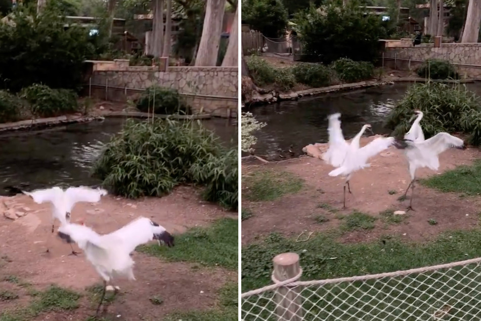 Two whooping cranes danced when the sun returned on Monday!