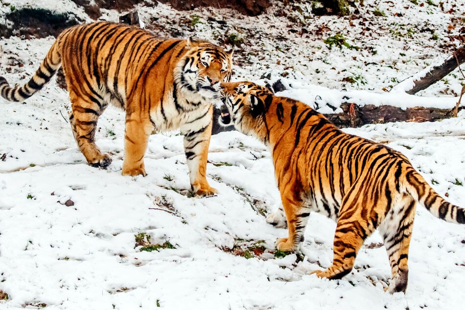 Auch Tiger wagen sich ab und zu in Kälte und Schnee. (Symbolbild)