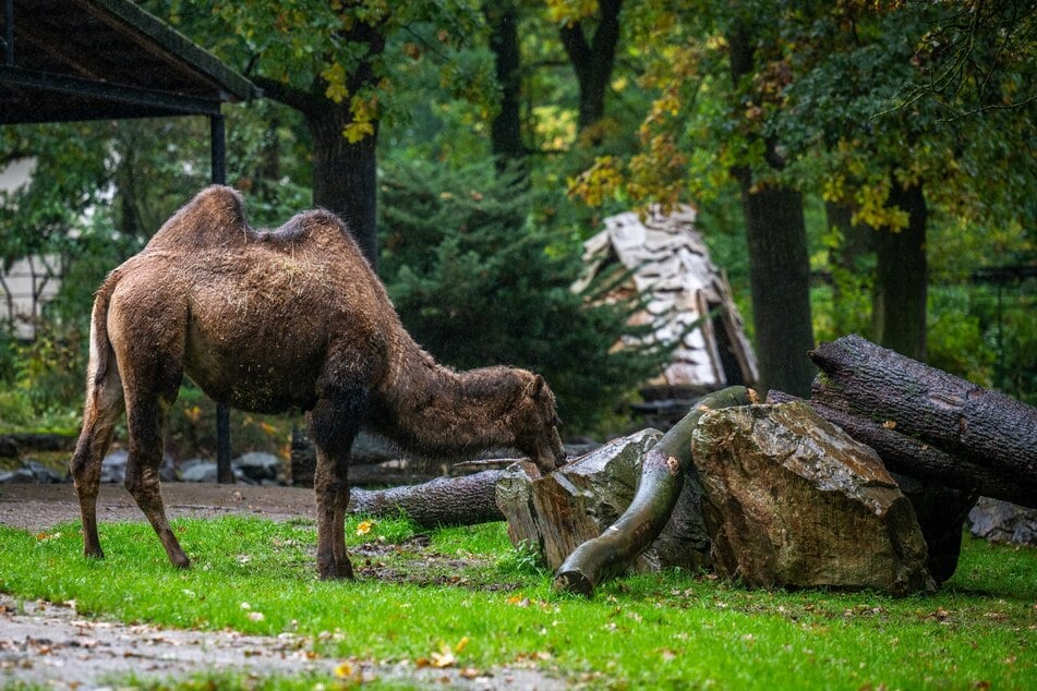 Im Tierpark steht aktuell nicht nur das Kamel im Regen.