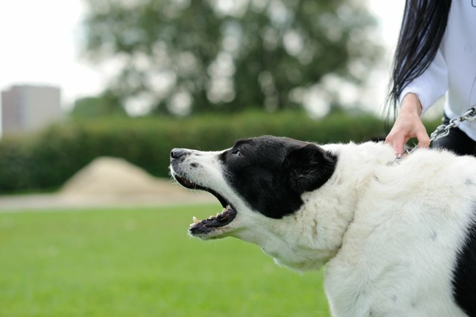 Ein aggressiver Hund bellt und wird von seiner Halterin gehalten. (Symbolbild)
