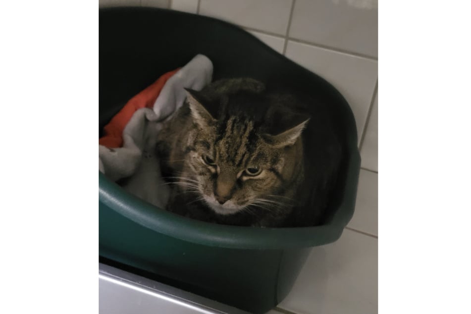 Die Finder tauften die Katze liebevoll Emma.