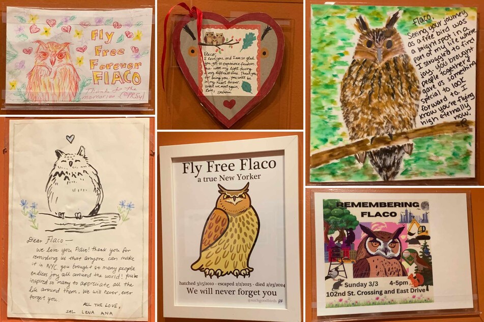 Letters and drawings collected from a memorial underneath his favorite oak tree highlight the owl's memory and cultural impact.