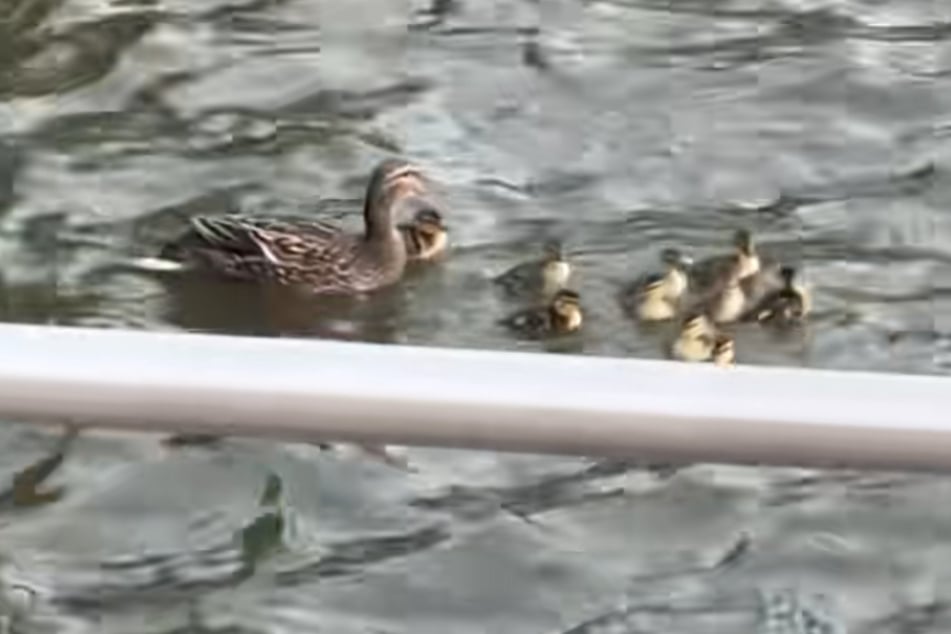 Endlich wieder bei Mama: Alle zehn Entchen haben den Mut gehabt, von der Brücke zu springen.