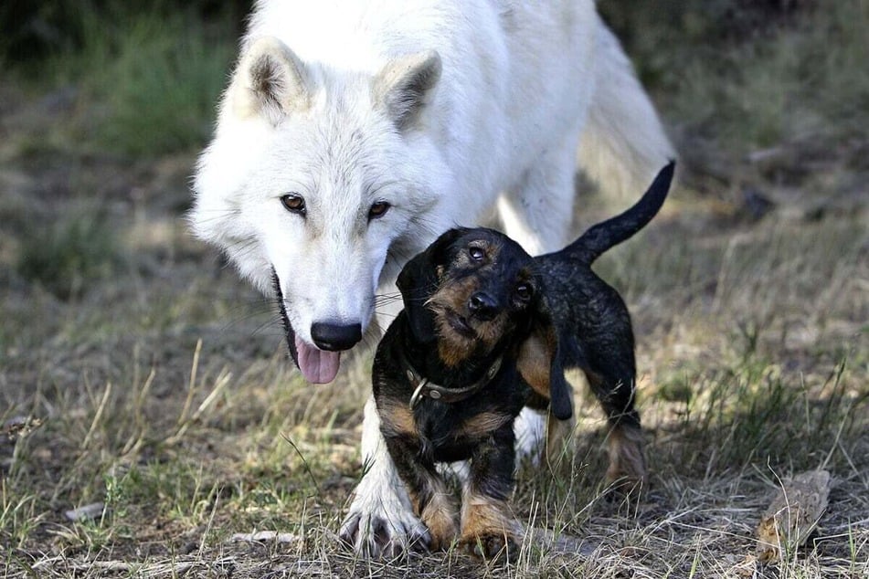 Nach zwei Jahren zog sich die Wölfin zurück und die Freundschaft löste sich.