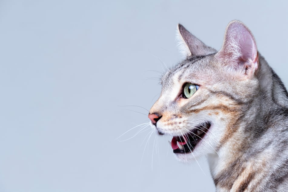 Warum eine Katze manchmal hechelt, erfährst Du bei TAG24.