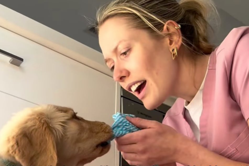 Alfie kennt nur eines: spielen. Deswegen wird jeder Hausputz mit ihm zum Stressfaktor.