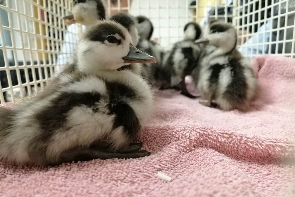 Neun Entenbabys von Gleis gerettet: Von ihrer Mama fehlt jede Spur