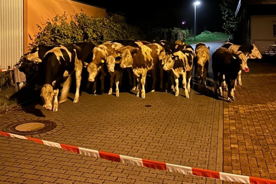 Über 200 Rinder büxen aus und sorgen für Ärger: Mehr als 2500 Euro Schaden in sächsischer Gemeinde