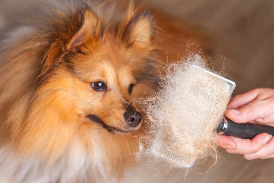 Vogeleltern verwenden die Fellbüschel von Hunden gerne als weiches Material für ihre Nester.