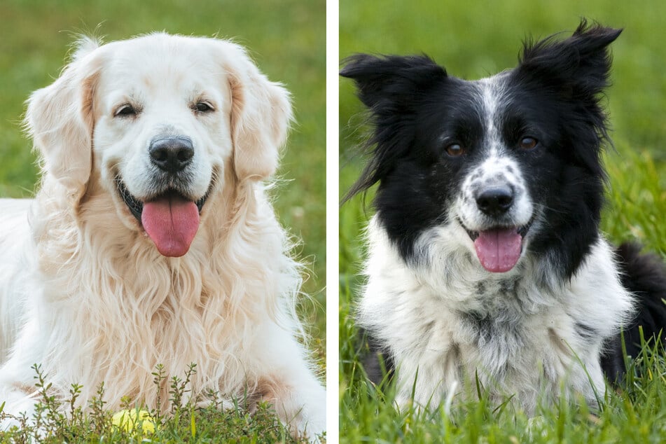 Golden retrievers (l.) and border collies (r.) make for cute, fluffy puppies.