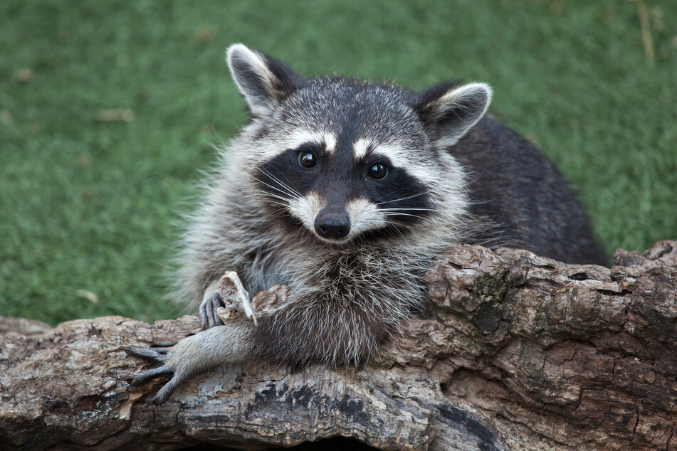 Raccoons can be a real pain (stock image).