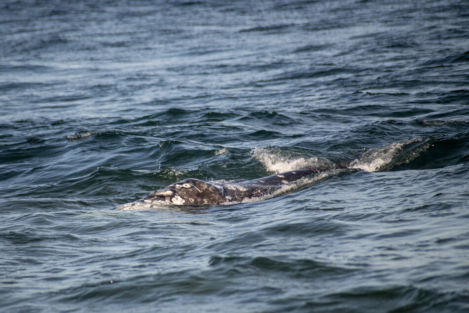 Der Grauwal schwamm nur unweit der Küste Mallorcas.