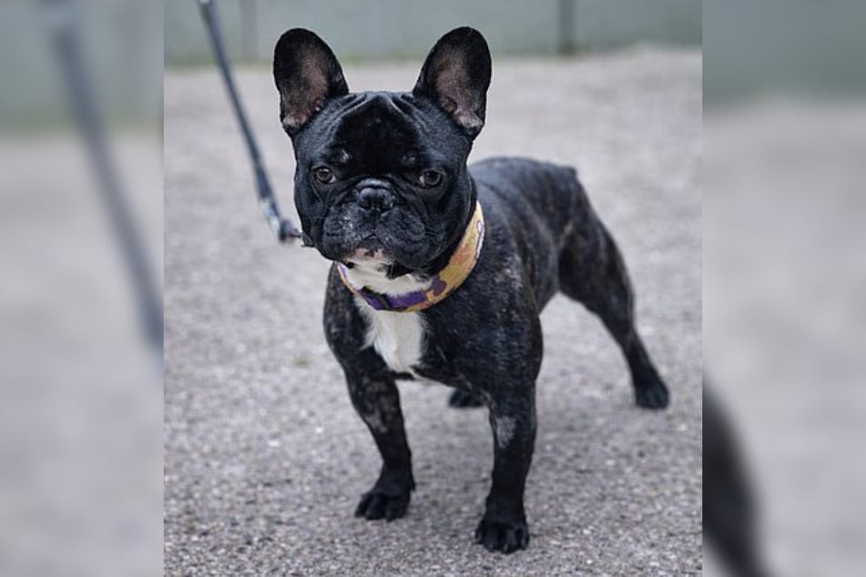 Bulldoggenrüde Rocky ist am 13. April 2023 geboren und damit zwei Jahre und neun Monate alt.