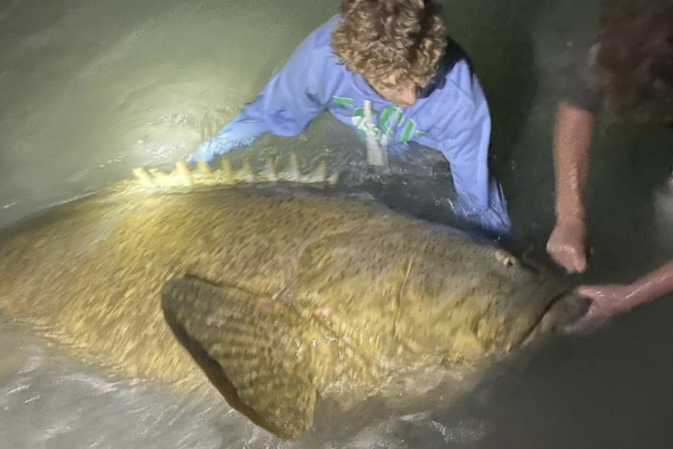 Isaac and his buddies were able to reel in the goliath grouper, but did not take it out of the water.