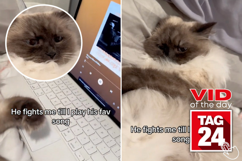 Today's Viral Video of the Day features a kitty named Milo who will not put up with anything other than his favorite nap time song!