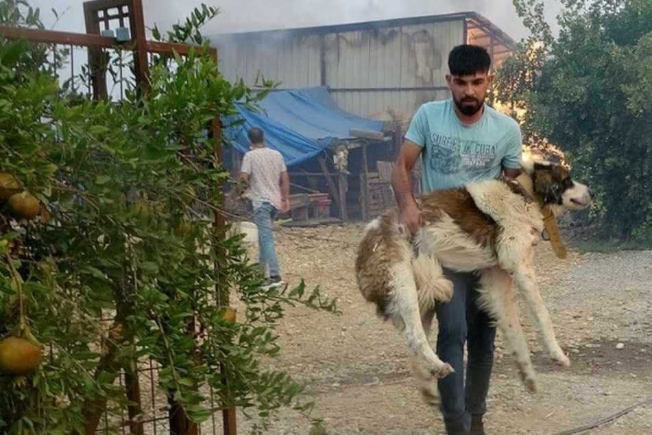 Flammen-Hölle Türkei: Deutsches Paar will Hunde aus Feuer retten und stirbt!