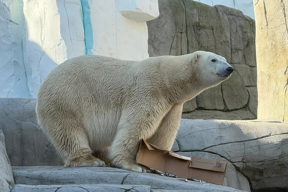 Hagenbeck získává nového přírůstku: dánský lední medvěd se nastěhuje