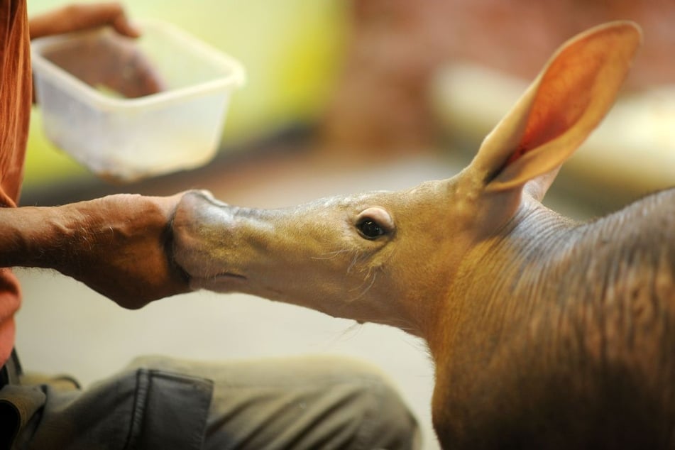 Ein Erdferkel wird von Tierpfleger Jozef Sebín mit Köstlichkeiten aus der Insektenküche verwöhnt.