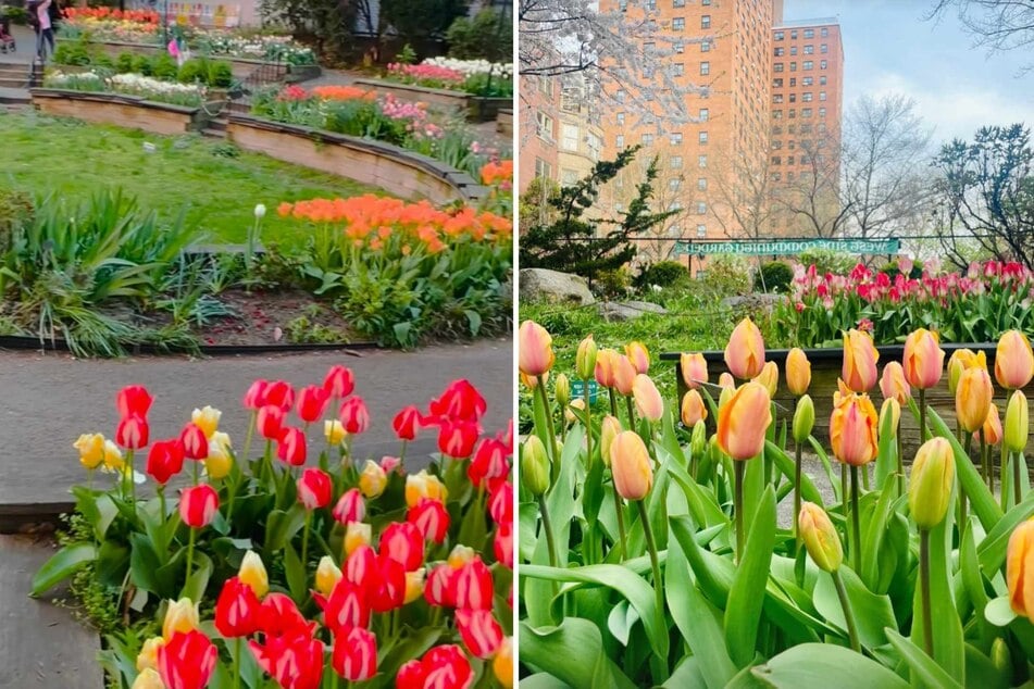 The West Side Community Garden is made up of 1.25 acres of land and was part of the West Side Urban Renewal Project of the '70s – it's been delighting the West Side ever since!