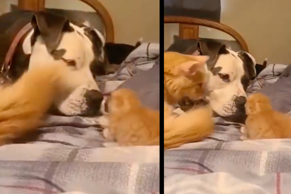 Die Katze hat ihr Junges vor das Gesicht des Hundes abgelegt. Der Vierbeiner schnüffelt neugierig am Baby.