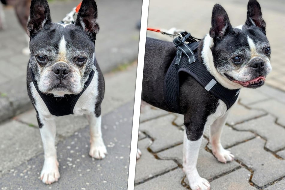 Der kleine Boston-Terrier-Opa Nobi hat bereits stolze elf Jahre auf dem Buckel.
