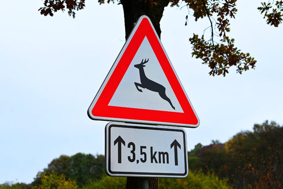 Im Bereich Perkam in Niederbayern ist ein Rollerfahrer nach dem Zusammenstoß mit einem Reh ums Leben gekommen. Auch das Tier überlebte die Kolission nicht. (Symbolfoto)