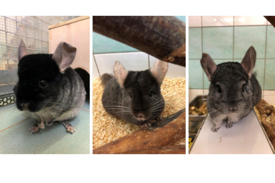Chinchillas Kurkuma, Kisha und Nuha.
