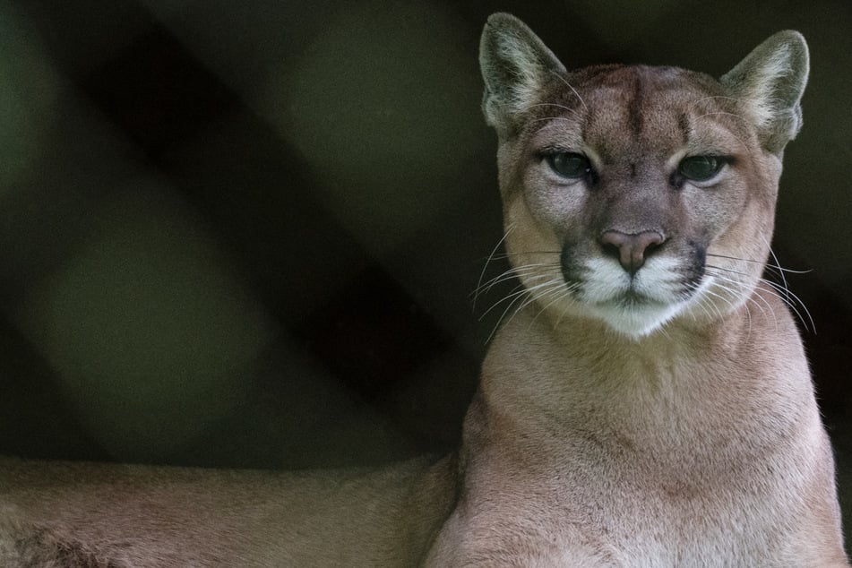 Woman killed in rare suspected mountain lion attack in Colorado