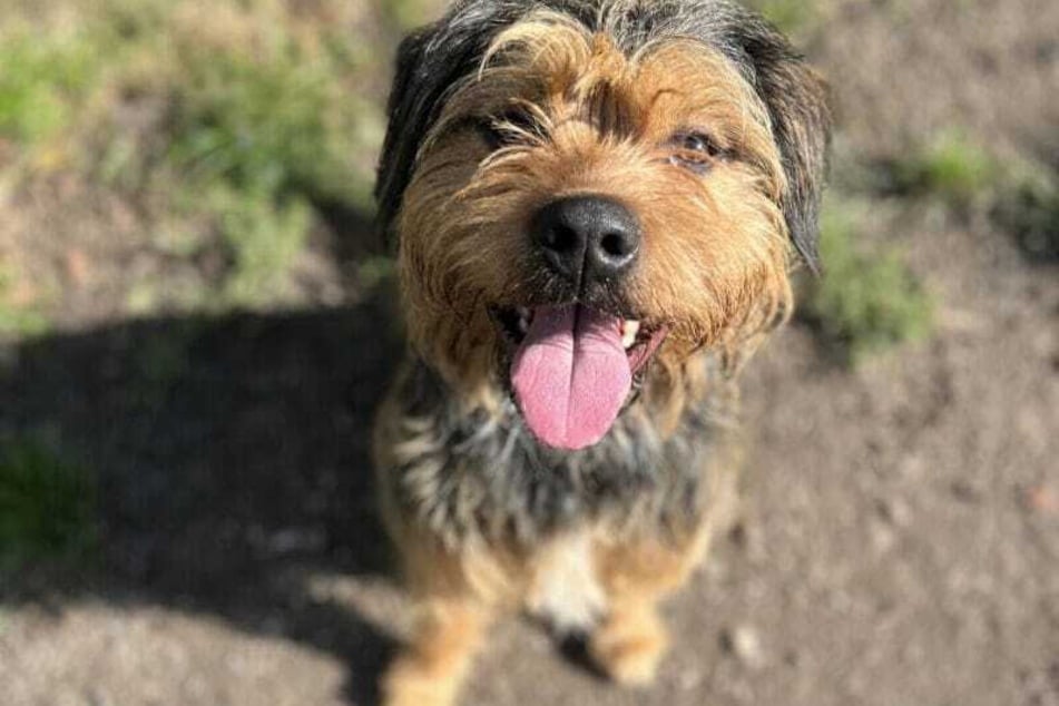 Chewbacca sucht ein neues Zuhause und endlich Menschen, die er erst mit ihm meinen.