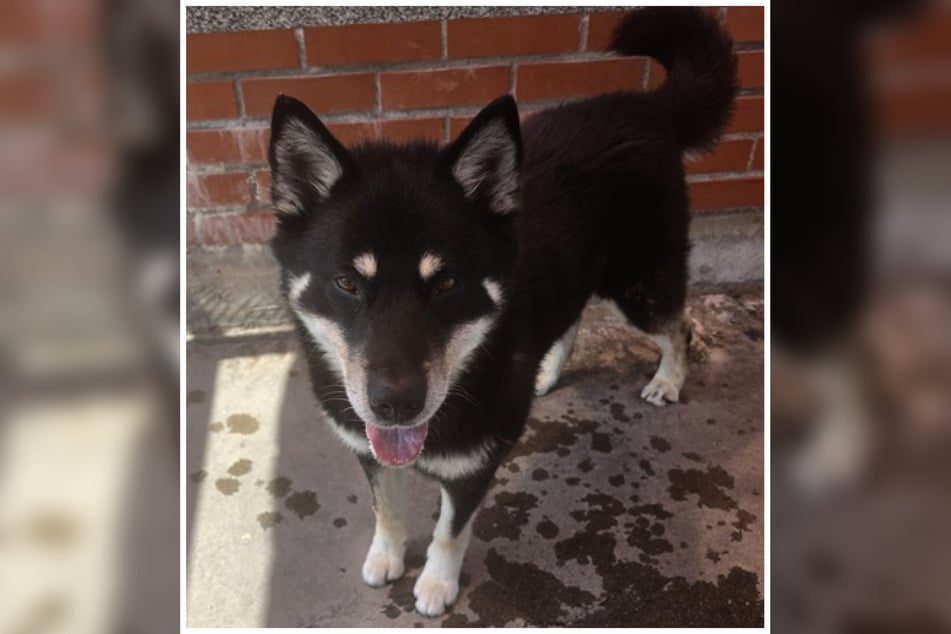 Der dreijährige Husky Bruno kam aufgrund einer behördlichen Sicherstellung in das Frankfurter Tierheim.