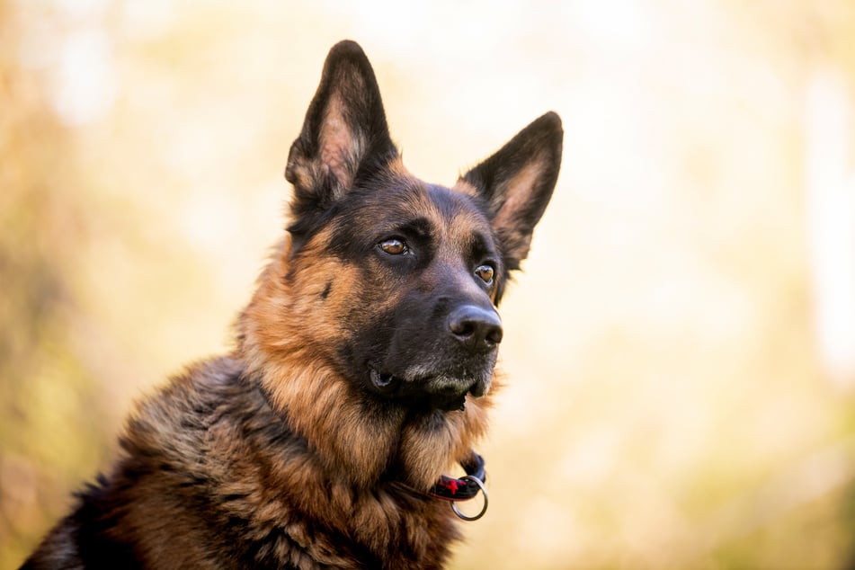 Der Schäferhund ist ein verlässlicher Begleiter als Therapie- und Assistenzhund.