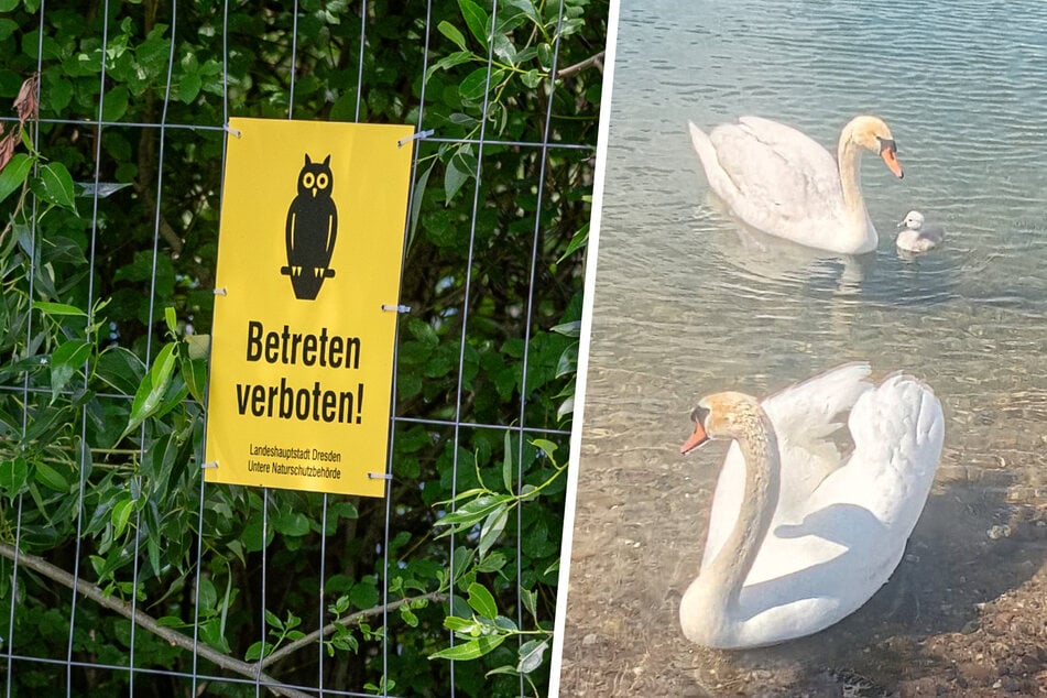 Dresden: Geht doch! Schwanen-Nachwuchs an der Kiesgrube Leuben