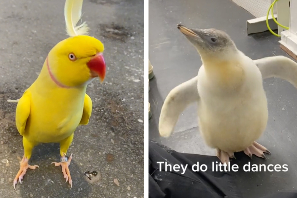 In honor of their love of birds, TikTokers have created some viral videos that fly past the rest – and are perfect birdwatching for National Bird Day.