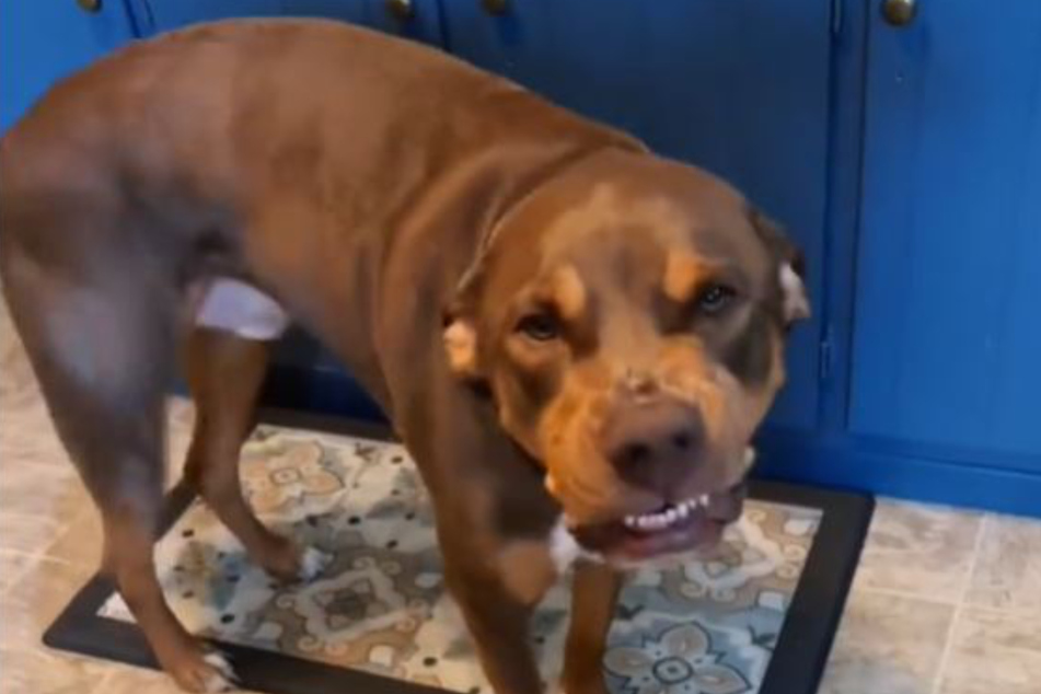 Daryl the Doberman-boxer mix shows off his guilty look.