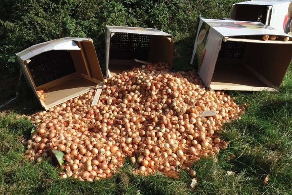 Entsorgte Zwiebeln in großen Mengen.