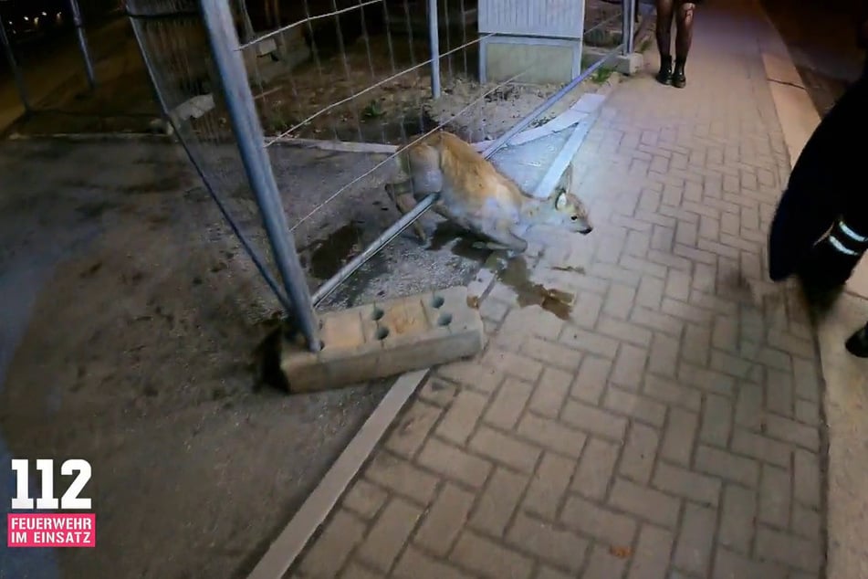Völlig verzweifelt hing ein Reh in einem Bauzaun fest. Die Chemnitzer Feuerwehr rückte an.