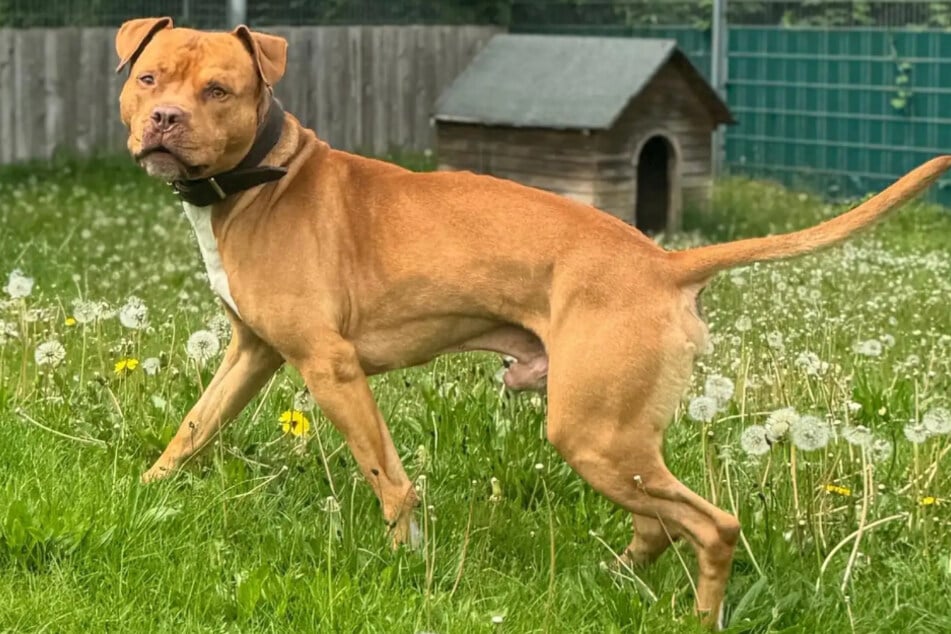 American-Staffordshire-Terrier-Pitbull-Mischling Fred aus dem Hamburger Tierheim ist auf der Suche nach einem richtigen Zuhause.