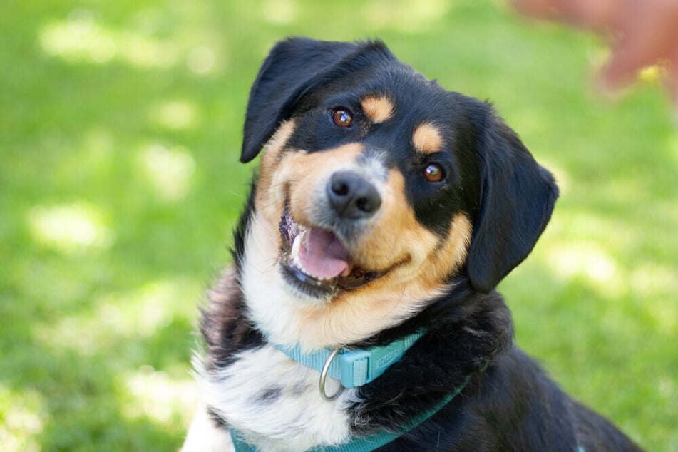 Cellon ist ein fröhlicher Hund, der am liebsten gemütlich unterwegs ist.