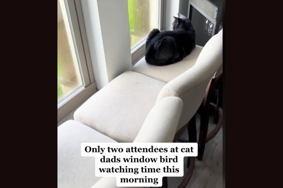 A cat dad set up the chairs and watched how many of his four-legged friends took to birdwatching.