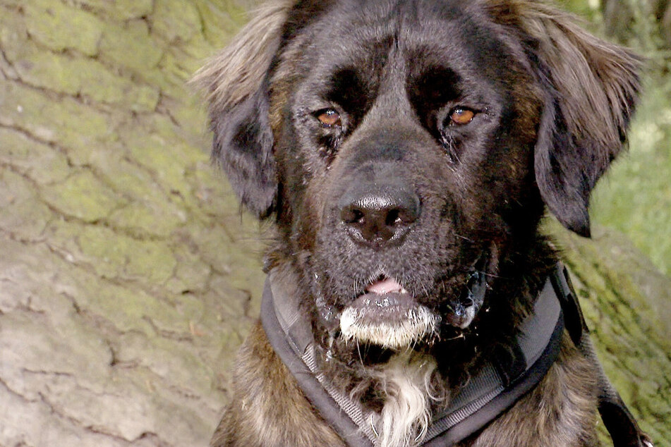 Herdenschutzhundmischling Cato ist erst 1,5 Jahre alt, musste aber schon sechs Mal den Besitzer wechseln.