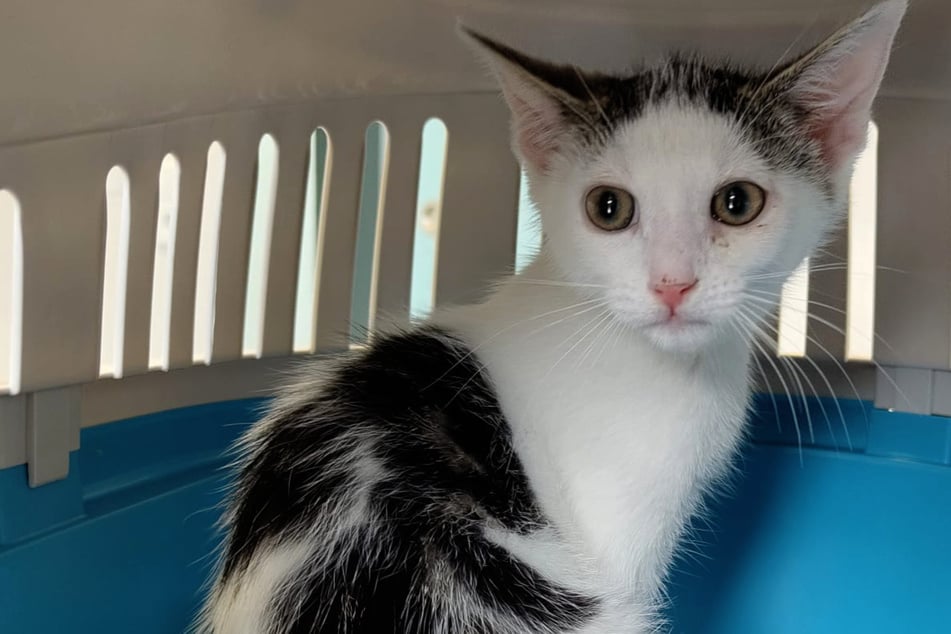 Katze Lina war das eigentliche "Notfellchen" der beiden Neuzugänge, doch ihr geht es langsam besser.
