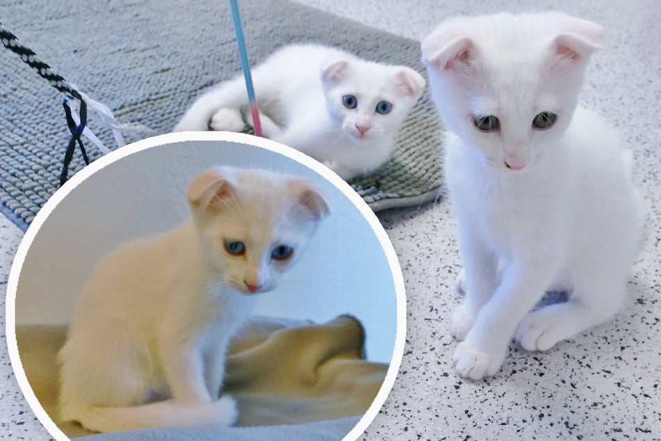 Durch einen Knorpelschaden falten sich die Ohren der Scottish-Fold-Katzen. Im Laufe ihres Lebens kann das zu Gesundheitsproblemen führen.