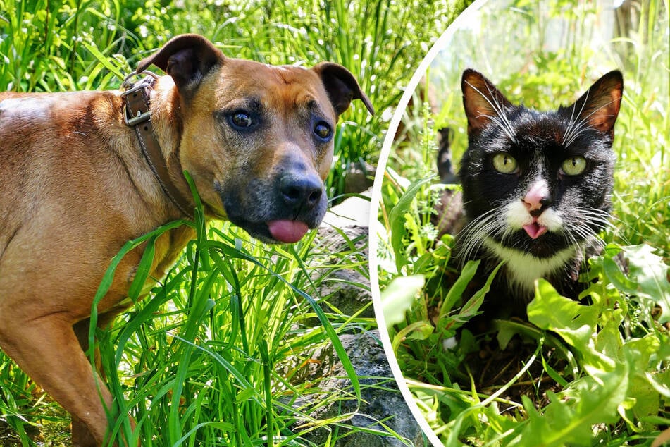 Hündin Luha und Kater Tommy freuen sich auf eine Erfrischung und Deinen Besuch beim Sommerfest im Tierheim.