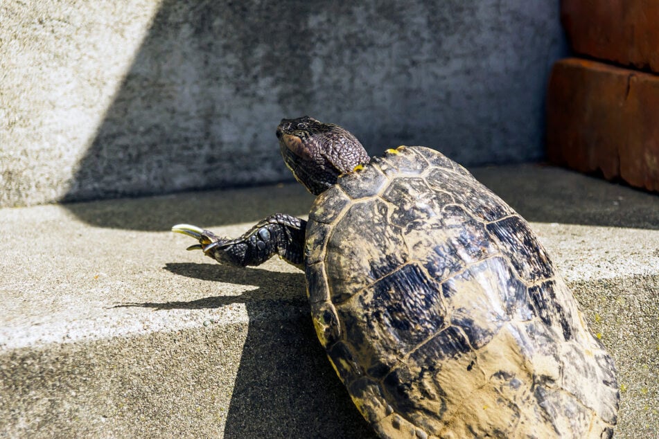 Bei solchen Kletteraktionen können Schildkröten auf den Rücken kippen.