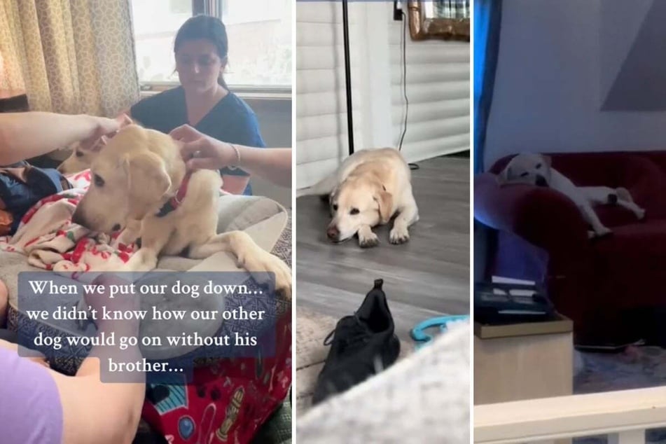 Grieving dog's reaction to new puppy leaves internet weeping